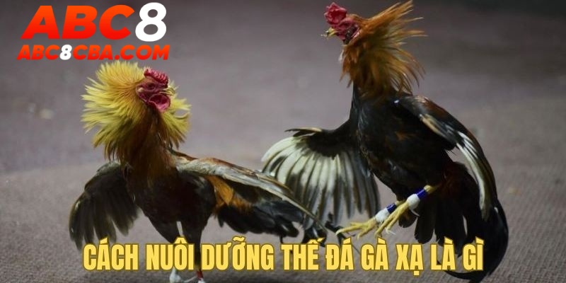 nuoi-duong-the-ga-da-xa