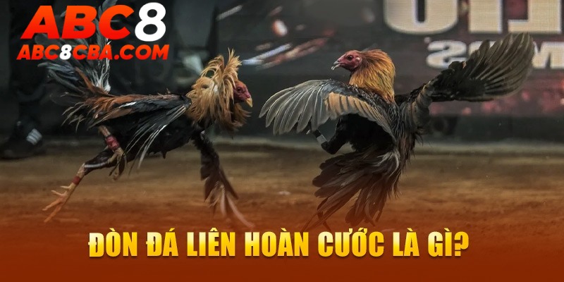 tong-quan-don-da-lien-hoan-cuoc